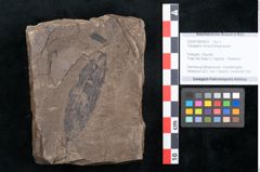 Foto (Objekt + Etikett) von Tetrapteris minuta Ettingshausen (NHMW-GEO-2024-0188-8022)